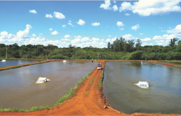 Poxoréu: MPMT requer interdição de tanques de piscicultura
