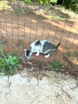 Animais abandonados no Horto - Divulgação